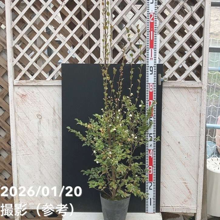 【激レア！現品お届け】椿 ツバキ 6号 細葉連芯茶 MN2［こだわりの前田ナーセリー苗］｜s200｜花木04-PA