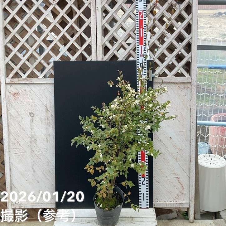 □産地直送商品,前田園芸（ツバキ）の購入なら赤塚植物園オンライン 花