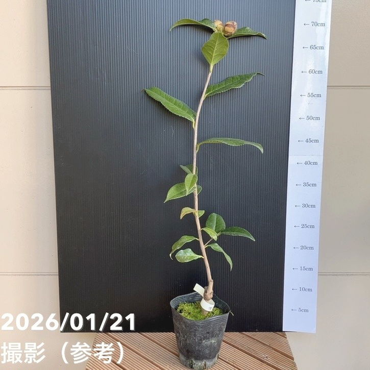 【現品お届け】椿 ツバキ 4号 椿姫 MN8［こだわりの前田ナーセリー苗］｜花木04-PA