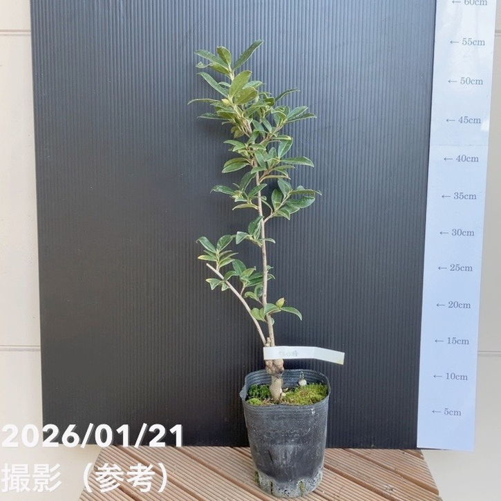 【現品お届け】椿 ツバキ 4号 サルウィンツバキ MN9［こだわりの前田ナーセリー苗］｜花木04-PA