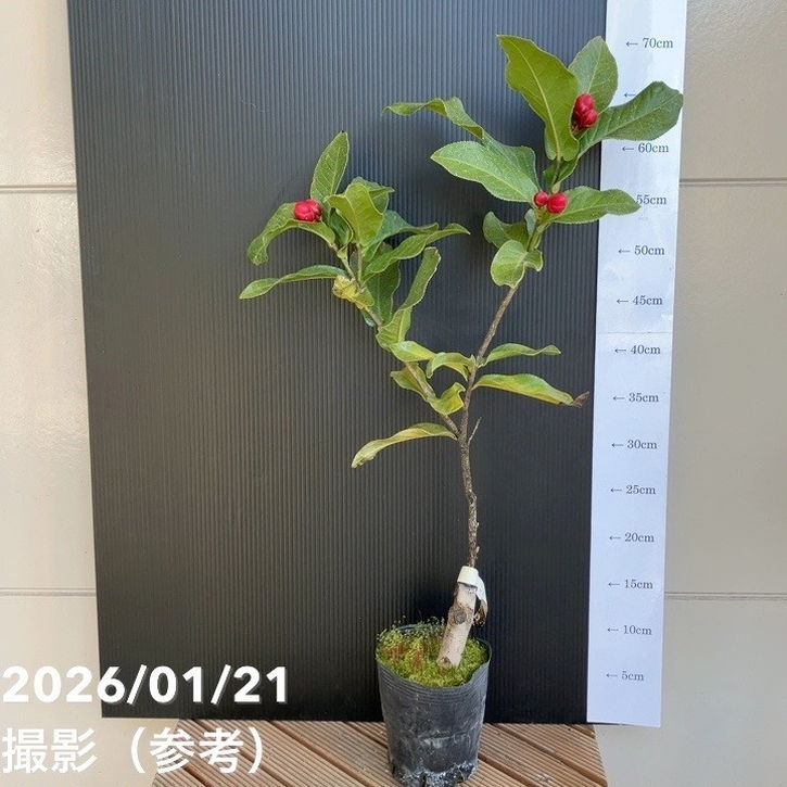 【現品お届け】椿 ツバキ 4号 ハイドンキング MN4［こだわりの前田ナーセリー苗］｜花木04-PA