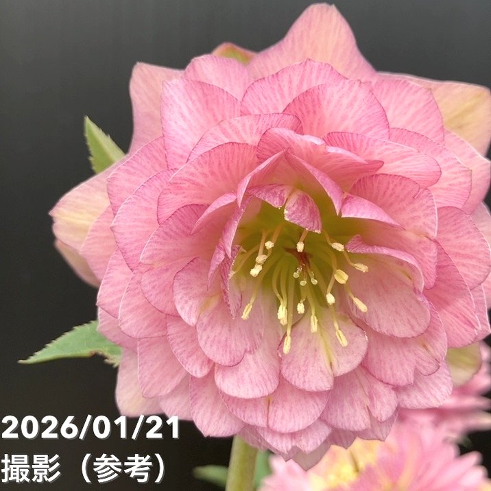 一点物】加藤農園 クリスマスローズ ピンクアフロディーテ 4.5号（KT15