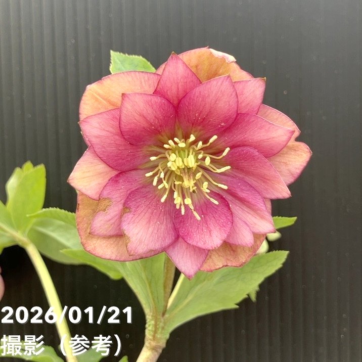 一点物】加藤農園 クリスマスローズ グロッシーカラー 4.5号（KT17