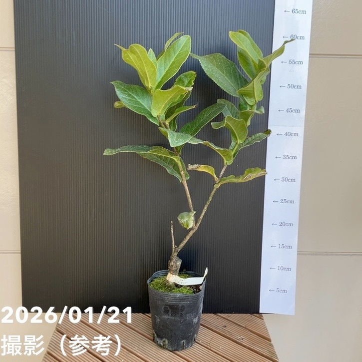 【現品お届け】椿 ツバキ 4号 ハイドンキング MN5［こだわりの前田ナーセリー苗］｜花木04-PA