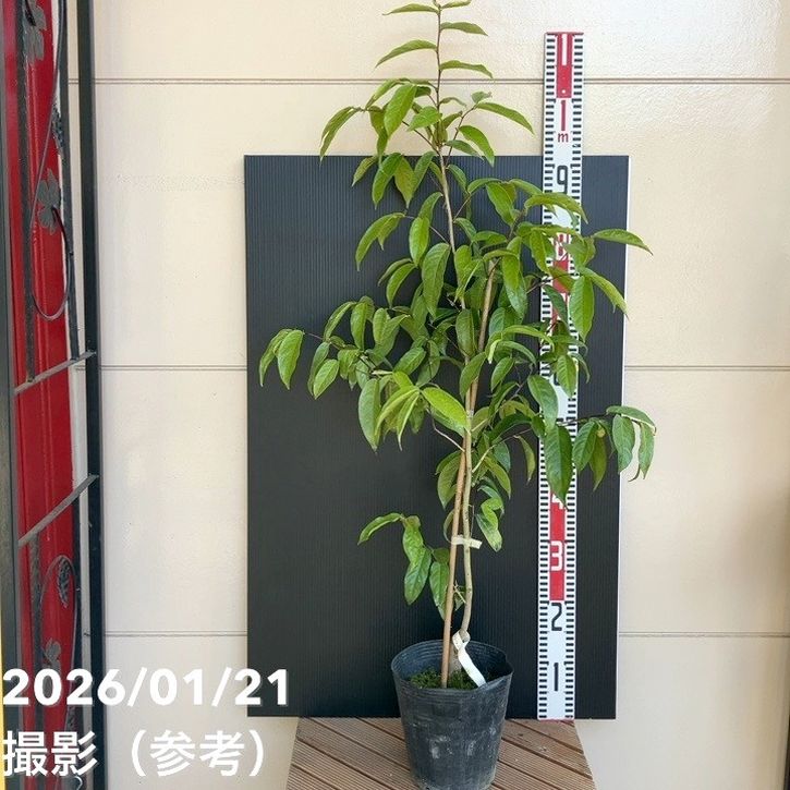 現品お届け】椿 ツバキ 6号 黄花茶 フラバ flava KM10［こだわりの前田