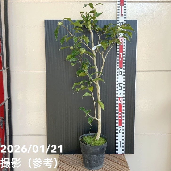 【現品お届け】椿 ツバキ 6号 ブラックマジック MN6［こだわりの前田ナーセリー苗］｜s200｜花木04-PA