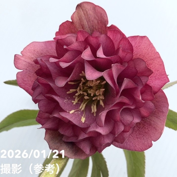 一点物】加藤農園 クリスマスローズ アンティークアフロディーテ 4.5号