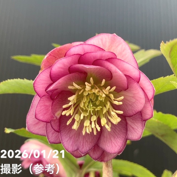 一点物】加藤農園 クリスマスローズ 4.5号（KT31）｜山野04-PA | 草花