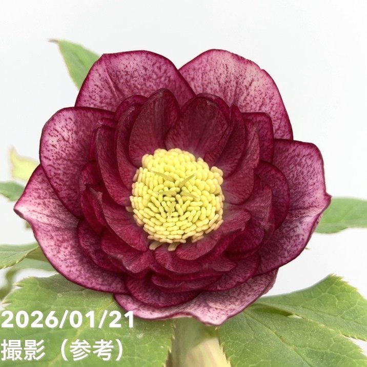 一点物】加藤農園 クリスマスローズ 4.5号（KT32）｜山野04-PA | 草花