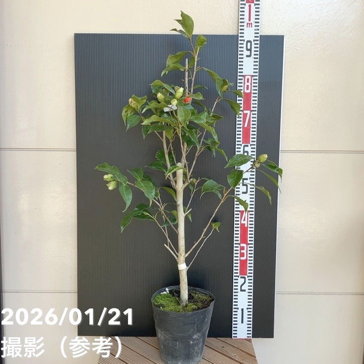 【現品お届け】椿 ツバキ 6号 ブラックマジック MN7［こだわりの前田ナーセリー苗］｜s200｜花木04-PA