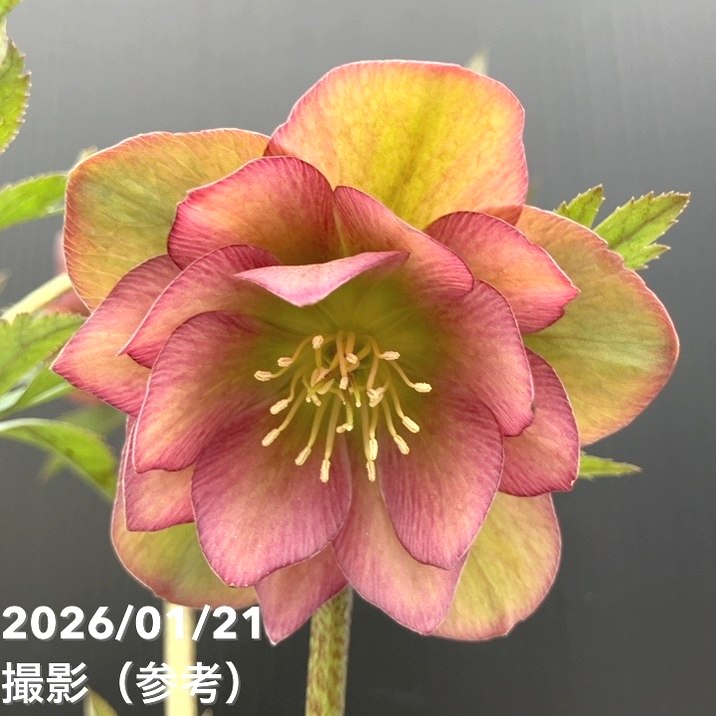 yuko㉖-17㉖-28㉖-35クリスマスローズ 本日のお花 クリスマスローズ プチドール リバーシブル ホワイトリップ