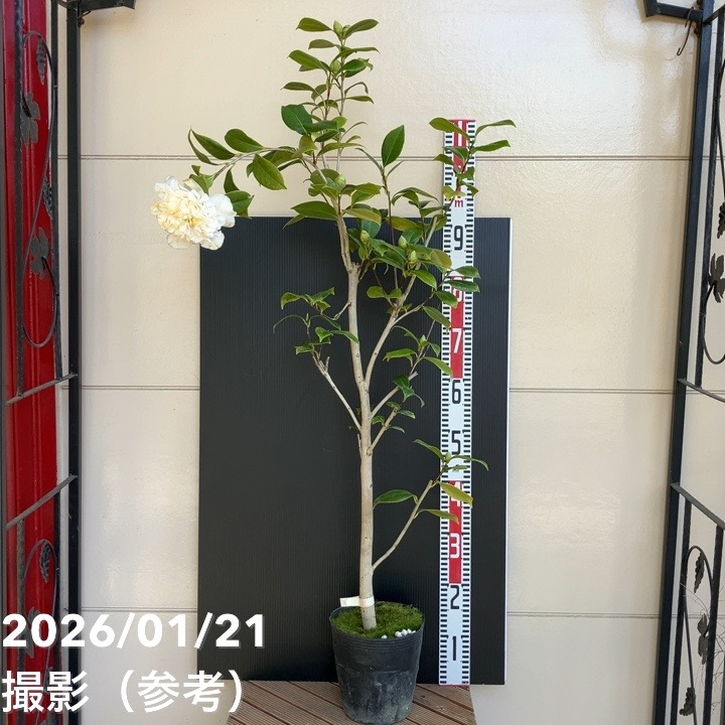 【現品お届け】椿 ツバキ 6号 伯爵 MN11［こだわりの前田ナーセリー苗］｜s200｜花木04-PA