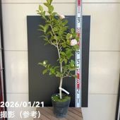 椿 ツバキ 4号 エレガンスシャンペーン［こだわりの前田ナーセリー苗