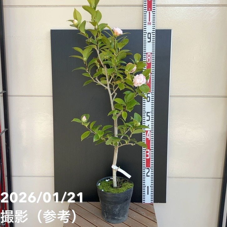 【現品お届け】椿 ツバキ 6号 楼蘭花 MN12［こだわりの前田ナーセリー苗］｜s200｜花木04-PA