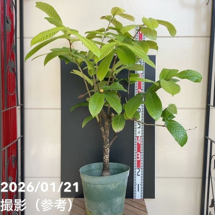 【現品お届け】椿 ツバキ 9号 キバナノカイドウ MN14［こだわりの前田ナーセリー苗］｜s200｜花木04-PA