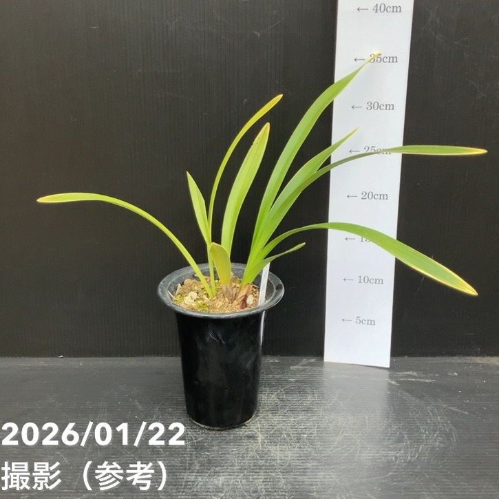 □キーワードから探す,日本ミツバチ,ミツバチ蘭（キンリョウヘン