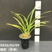 花芽5個以上＞ミスマフェット 6号｜ミツバチ蘭｜洋蘭10-TU | 草花,蘭