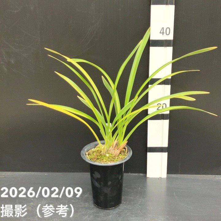 ＜花芽1個付き＞キンリョウヘン 4号（常盤錦）｜ミツバチ蘭｜洋蘭10-TU