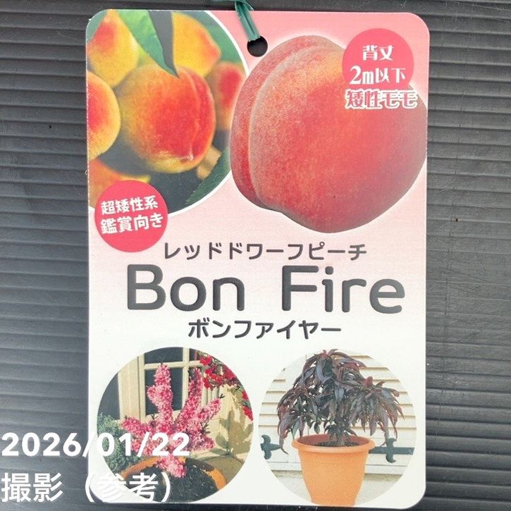 桃 レッドドワーフピーチ ボンファイヤー 5号|果樹10-TU