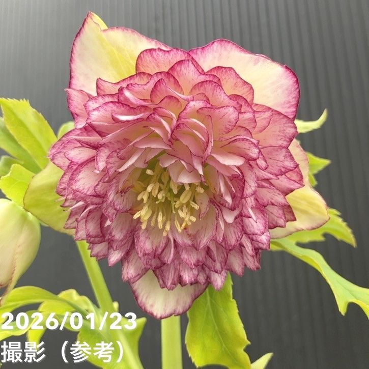 【お買い得一点物咲き進み株】野田園芸 クリスマスローズ 4.5号ポット（ND1）｜山野04-PA