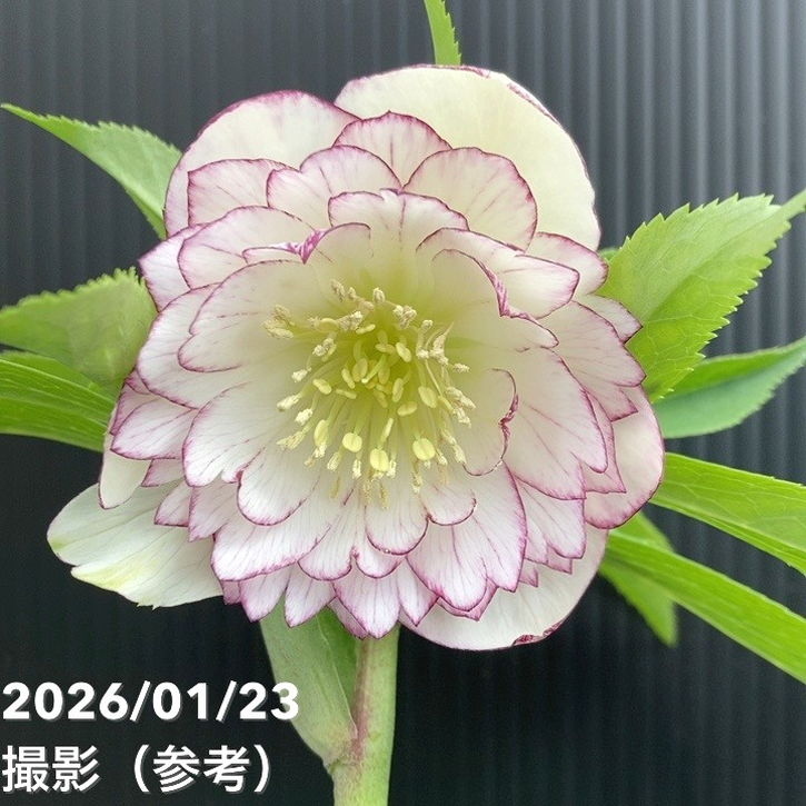 【お買い得一点物咲き進み株】野田園芸 クリスマスローズ 4.5号ポット（ND2）｜山野04-PA