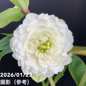 ハイドランジア ディープレッド 3.5号｜花木04-PA | 花木・庭木