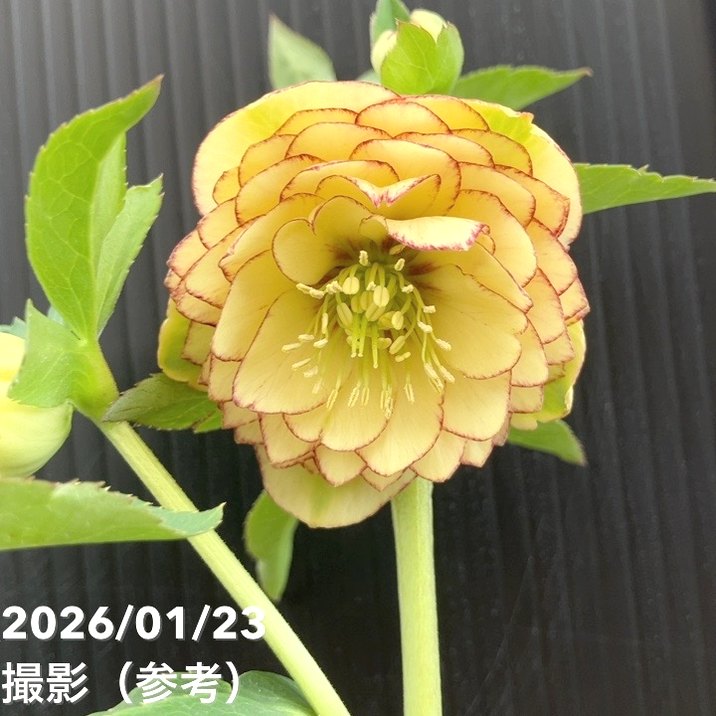 クリスマスローズ 認定Little Collection ddブラック加藤農園 7629 dd