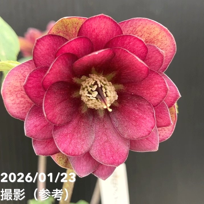 一点物】加藤農園 クリスマスローズ グロッシーカラー 4.5号（KT35