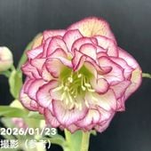 お買い得一点物咲き進み株】加藤農園 ソフトグラデーションクリスマス