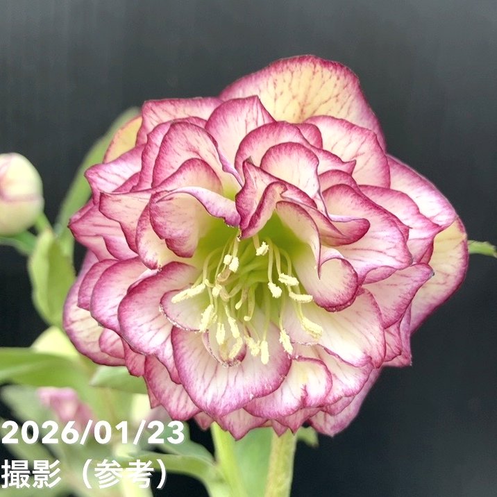 一点物】加藤農園 クリスマスローズ アフロディーテ 4.5号（KT38