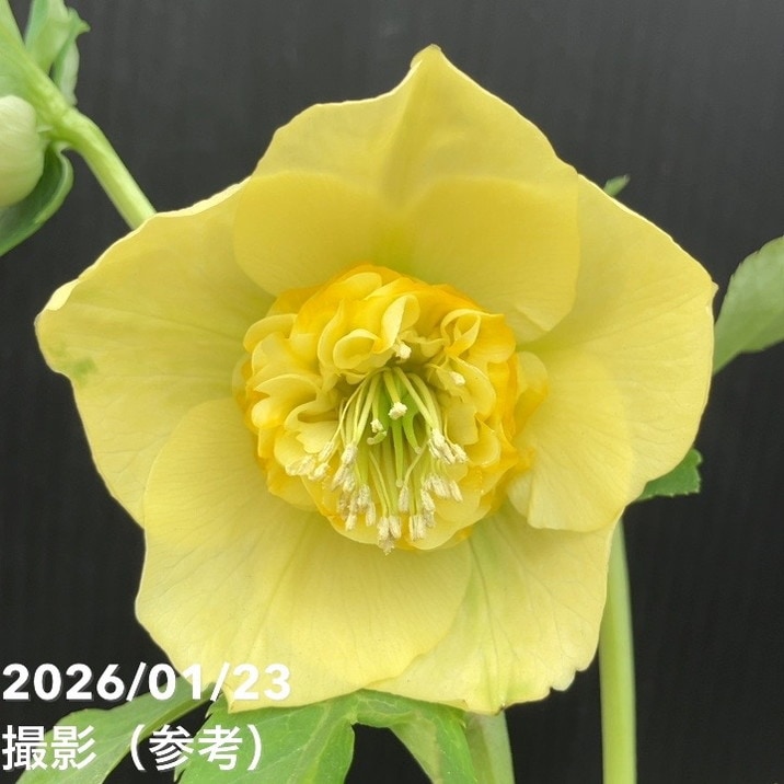 加藤農園モーリー 黄色 花開花株。No19 一点物】加藤農園 クリスマス