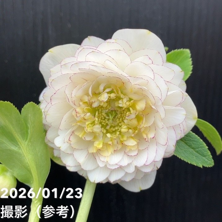 ホワイトアフロディーテ　小輪　クリスマスローズ 一点物】加藤農園 クリスマスローズ ホワイトアフロディーテ 4.5号