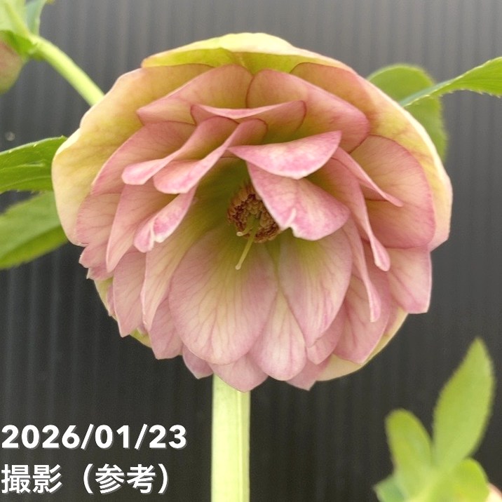 一点物】加藤農園 クリスマスローズ 4.5号（KT44）｜山野04-PA | 草花