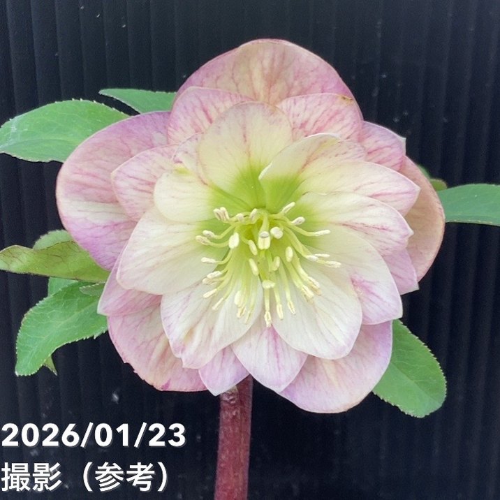 お買い得一点物咲き進み株】加藤農園 クリスマスローズ 4.5号（KT46