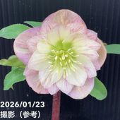 一点物】加藤農園 ソフトグラデーションクリスマスローズ