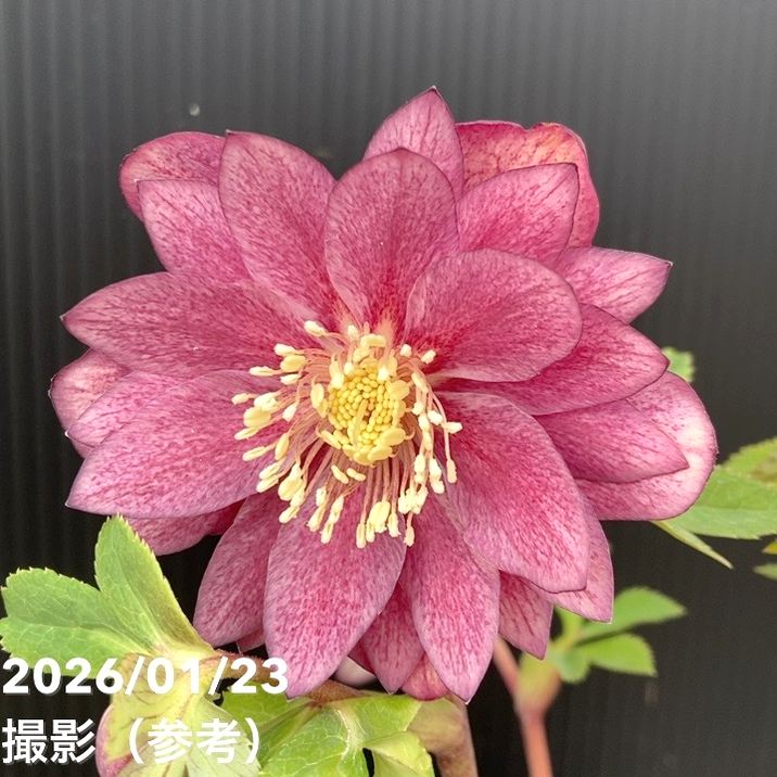 クリスマスローズ　ddグロス系グリーン　加藤農園 クリスマスローズ 最新！グロスグリーン交配 ddグリーンピコティ 加藤