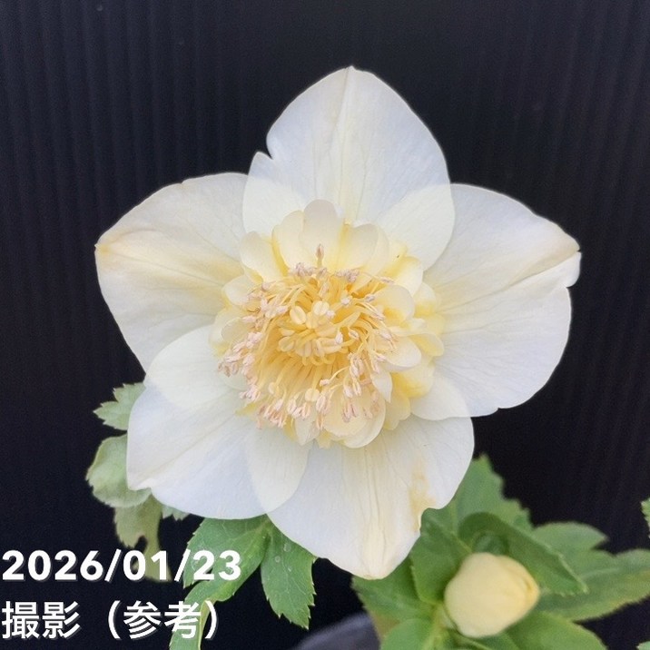 一点物】加藤農園 クリスマスローズ 4.5号（KT48）｜山野04-PA | 草花