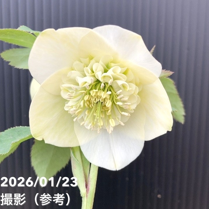 バ*カ様 クリスマスローズ 加藤農園 美黒姫 株分け バ*カ様 クリスマスローズ 加藤農園 美黒姫 株分け