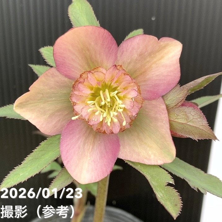 一点物】加藤農園 クリスマスローズ 4.5号（KT50）｜山野04-PA | 草花