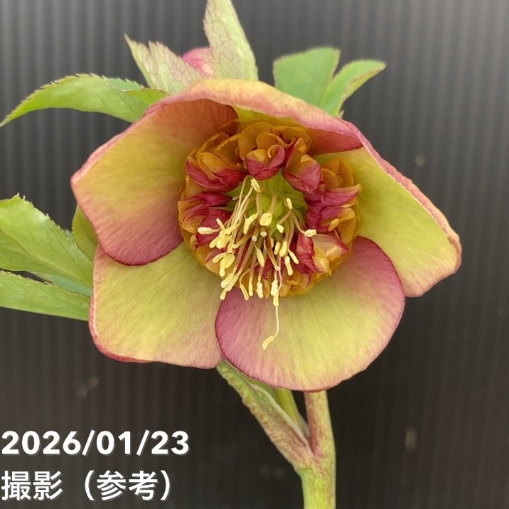 一点物】加藤農園 クリスマスローズ 4.5号（KT51）｜山野04-PA | 草花