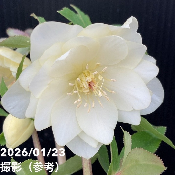 一点物】加藤農園 クリスマスローズ 4.5号（KT53）｜山野04-PA | 草花