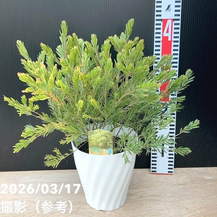 アカシア テレサ