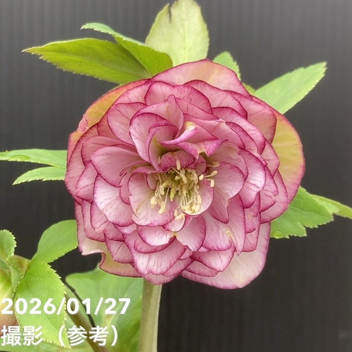 一点物】加藤農園 愛幸花丸姫 クリスマスローズ 毬姫 4.5号（KT62