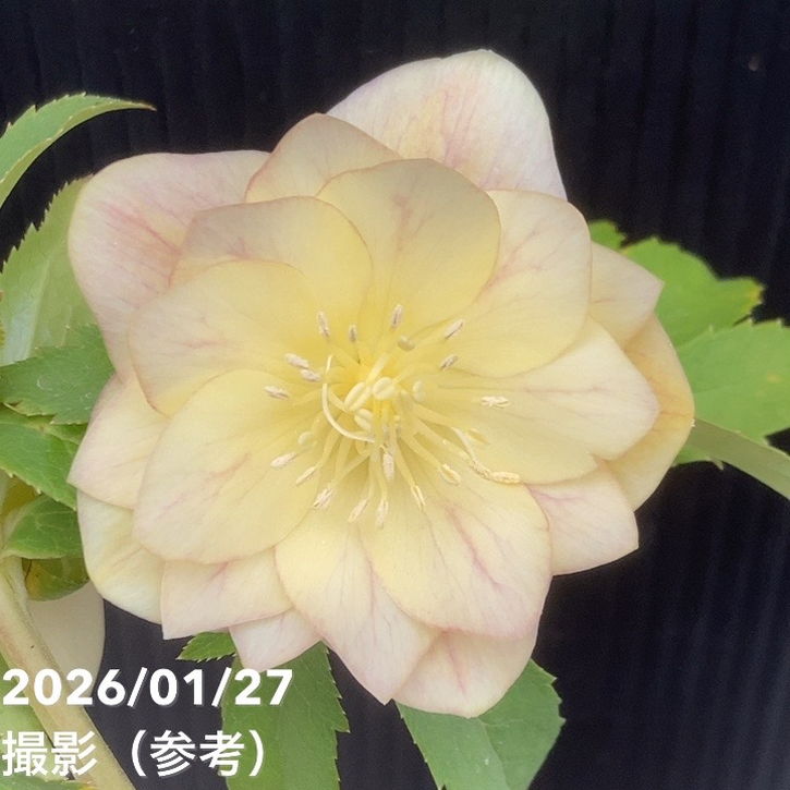 一点物】加藤農園 クリスマスローズ グラデーション系ゴールド