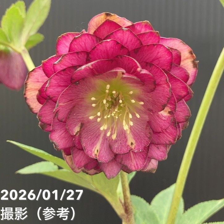 一点物】加藤農園 クリスマスローズ グロッシーカラー 4.5号（KT64