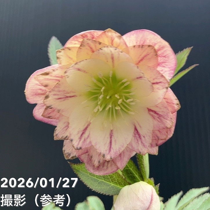 一点物】加藤農園 ソフトグラデーションクリスマスローズ