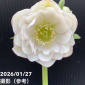 お買い得一点物咲き進み株】加藤農園 クリスマスローズ アフロディーテ