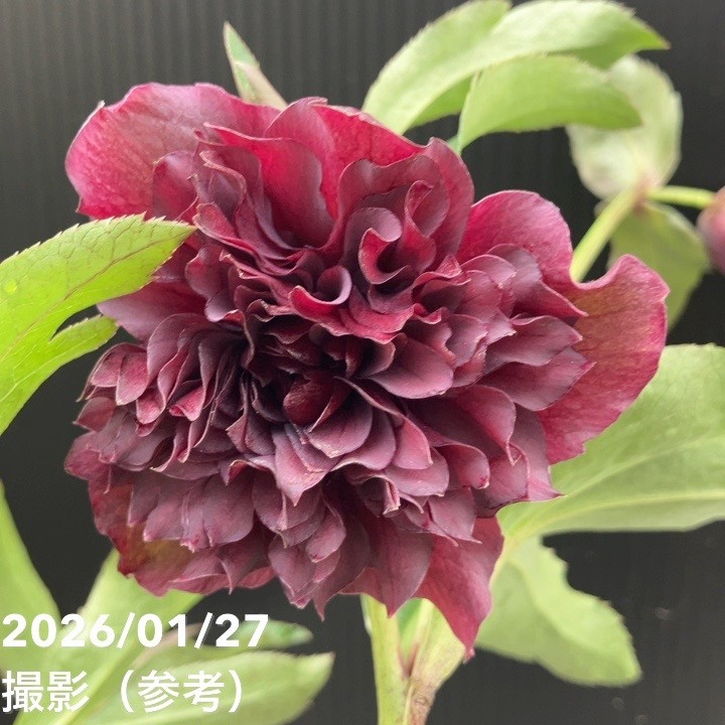 クリスマスローズ　プリマドレス　4号 一点物】横山園芸 クリスマスローズ プリマドレス 4.5号（YK1）｜山野