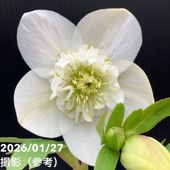 お買い得一点物咲き進み株】加藤農園 セミダブル系多弁クリスマス