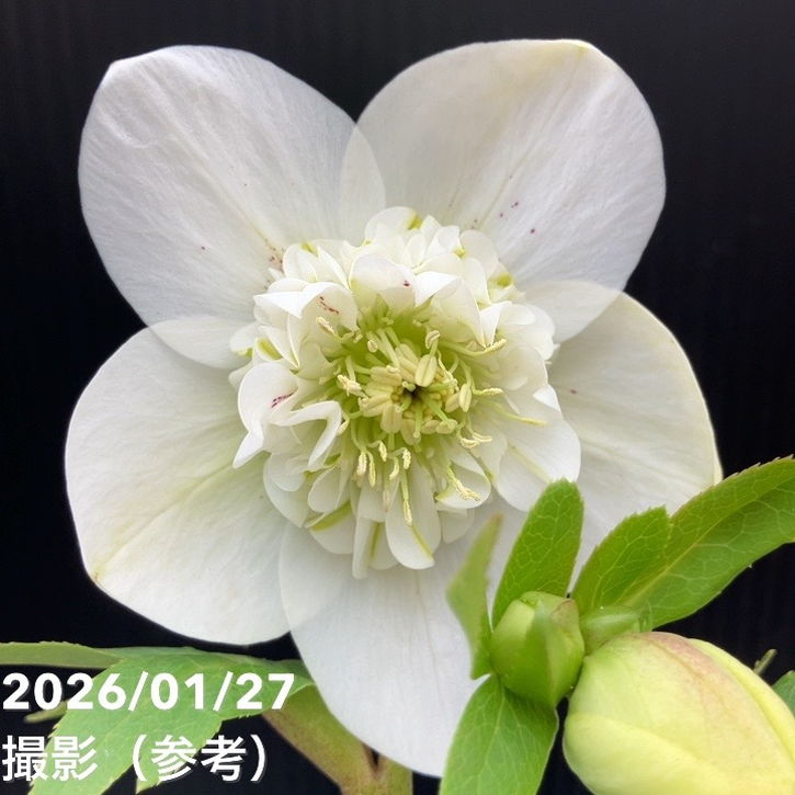 一点物】横山園芸 クリスマスローズ プリマドレス セミダブルシリーズ